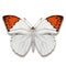 Crimson tip butterfly named Colotis danae on white background