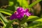 Crimson Tradescantia Anderson with yellow stamens