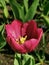 A crimson tulip among green leaves.The festival of tulips on Elagin Island in St. Petersburg