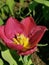 A crimson tulip among green leaves. The festival of tulips on Elagin Island in St. Petersburg