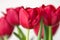 Crimson tulips