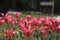 Crimson tulips