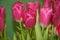 Crimson tulips in a bouquet with leaves. Blooming, blooming tulips. The buds of tulips . Spring flowers. Bouquet of tulips .