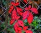 Crimson vine in fence