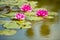 Crimson water lilies in pond or lake