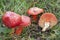 The Crimson Waxcap Hygrocybe pinucea is an inedible mushroom