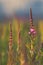 Crimson wildflower in summer field at sunset