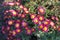 Crimson and yellow flowers of Chrysanthemum