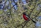 Crimsonbreasted Shrike - Botswana