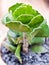 Crinkle-Leaf Plant (Adromischus cristatus) in the pot