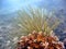 Crinoid Reef