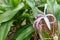 Crinum amabile donn or Crinum lily with blur green leaves