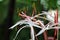 Crinum asiaticum