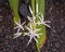 Crinum asiaticum, commonly known as poison bulb, giant crinum lily, grand crinum lily, and spider lily in a bed of lava in Hawaii.