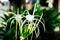 Crinum asiaticum flower in the garden