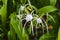 Crinum asiaticum flowers with green leaf