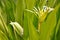 Crinum Asiaticum with its beautiful leaves