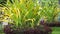 Crinum asiaticum (poison bulb, giant crinum lily, grand crinum lily, spider lily, Bulbine asiatica)