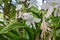 Crinum Jagus Native From Tropical Africa