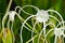 Crinum Lily or