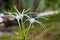 Crinum Lily