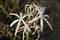 Crinum Lily