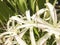 Crinum lily giant white fragrance flower plant