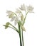 Crinum moorei flowers, Natal Lily, White Lily isolated on white background