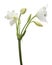Crinum moorei flowers, Natal Lily, White Lily isolated on white background