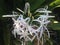 Crinum Plant Blossoming in Garden.