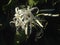 Crinum Plant Blossoming in Garden.