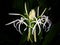 Crinum or swamp lily on dark background