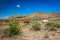 Criollo Cattle on the open range