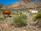 Criollo Cattle on the open range