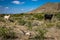 Criollo Cattle on the open range