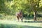 Criollo Horse run free in meadow