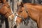 Criollo horses in the Argentine countryside