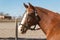 Criollo horses in the Argentine countryside