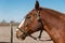 Criollo horses in the Argentine countryside