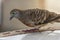 The cripple zebra or barred ground dove with one paw