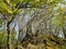 Crippled Oak Trees with fresh green in spring