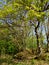 Crippled Oak Trees with fresh green in spring