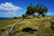 Crippled tree spotted on mountain pasture in the Alsace region