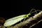 Crisopa verde Chrysopidae sp. belleza