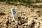 Crisp 5 euro note planted in the soil as a saving and investing concept for personal finance