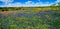 A Crisp Big Beautiful Colorful Panoramic High Def Wide Angle View of a Texas Field Blanketed with the Famous Texas Bluebonnets.