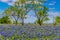 A Crisp Big Beautiful Colorful Wide Angle View of a Texas Field Blanketed with the Famous Texas Bluebonnets.