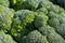 Crisp broccoli texture or background