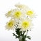 Crisp And Clean Chrysanthemum Stems: Limited Color Range In Ivory Style