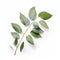 Crisp And Clean Eucalyptus Branch On White Background